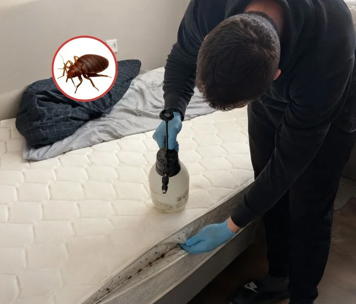 Technicien traitant un matelas contre les punaises de lit à Trappes